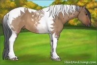 Horse Color:Bay Dun Tobiano Rabicano 