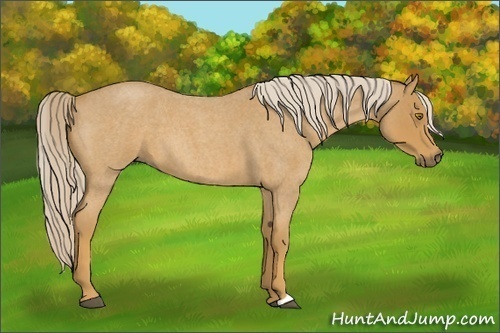 Horse Color:Palomino Roan 