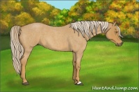 Horse Color:Palomino Roan 