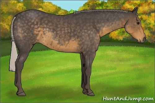 Horse Color:Silver Smoky Blue Roan 