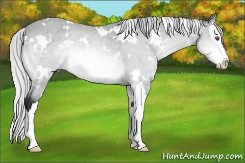 Horse Color:White Spotted Silver Bay Chinchilla Splash 