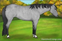 Horse Color:Grullo Chinchilla Roan 
