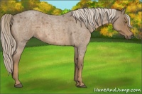 Horse Color:Chocolate Palomino Roan 