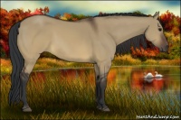 Horse Color:Brown Dun Sabino