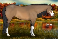 Horse Color:Bay Dun Sabino 