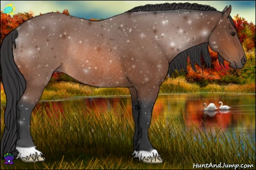 Horse Color:Bay Rabicano 