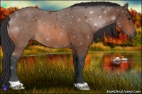 Horse Color:Bay Rabicano 