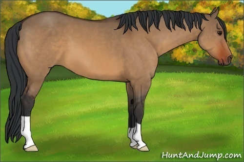 Horse Color:Bay Dun 