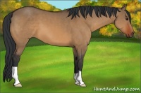 Horse Color:Bay Dun 