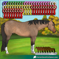 Horse Color:Bay Dun