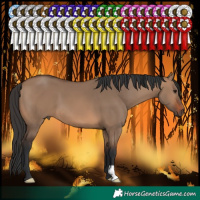 Horse Color:Brown Dun 