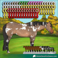 Horse Color:White Spotted Brown Dun 