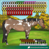 Horse Color:White Spotted Brown Dun
