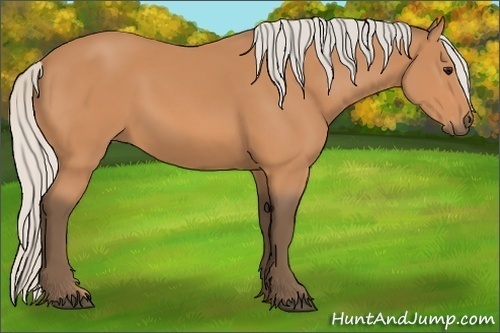 Horse Color:Silver Bay 