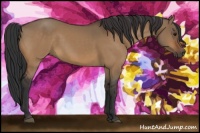 Horse Color:Bay Dun