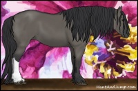 Horse Color:Grullo 