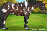 Horse Color:White Spotted Brown Varnish