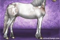 Horse Color:White Spotted Silver Brown Appaloosa 