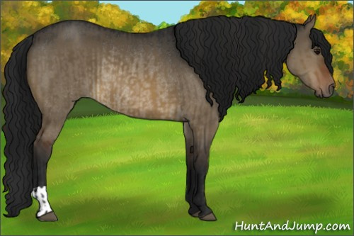 Horse Color:Brown Dun Rabicano and Gray Brown Dun Rabicano