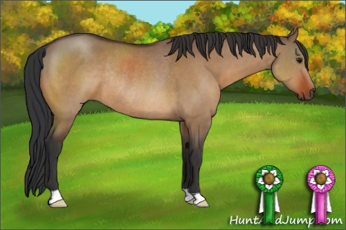 Horse Color:Bay Dun Rabicano 