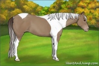 Horse Color:Classic Champagne Tobiano
