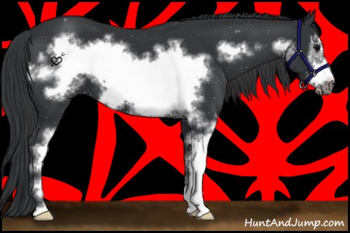 Horse Color:Black Sabino Frame