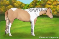 Horse Color:Gold Champagne Tobiano