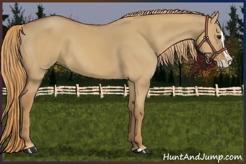Horse Color:Red Dun Splash 
