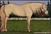 Horse Color:Red Dun Splash 