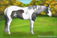 Horse Color:Black Sabino Splash Tobiano