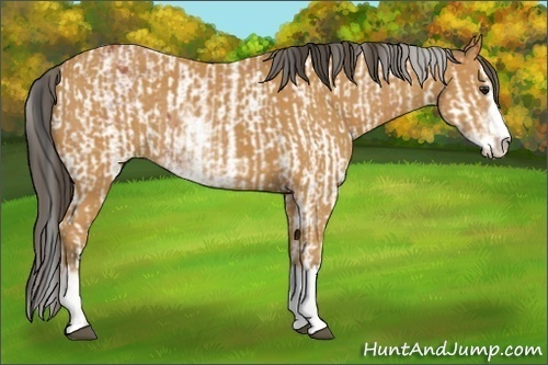 Horse Color:Bay Sabino Rabicano  and Buckskin Sabino Rabicano 