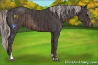 Horse Color:Black Sabino Rabicano and Silver Black Sabino Rabicano