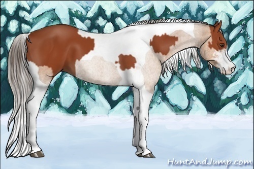 Horse Color:Brown Sabino Tobiano Rabicano  and Buckskin Sabino Tobiano Rabicano 