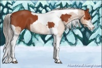 Horse Color:Brown Sabino Tobiano Rabicano and Buckskin Sabino Tobiano Rabicano