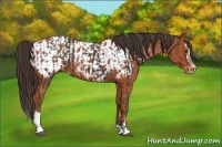 Horse Color:Liver Chestnut Sabino Splash Rabicano  and Bay Sabino Blanket Rabicano 
