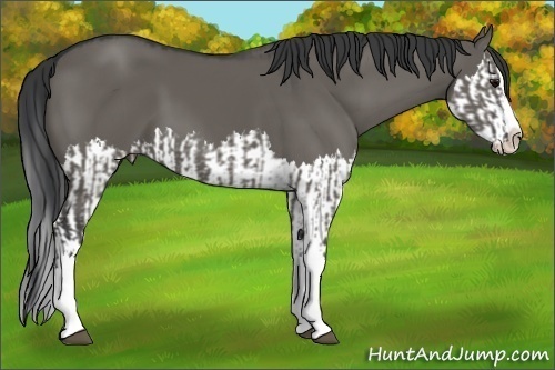 Horse Color:Grullo Sabino Splash  and Grullo Sabino Splash 