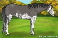 Horse Color:Grullo Sabino Splash  and Grullo Sabino Splash 