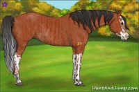 Horse Color:Bay Sabino Rabicano and Bay Sabino Splash Rabicano