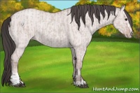 Horse Color:Platinum Bay Dun Sabino Rabicano  and Platinum Amber Champagne Dun Sabino Rabicano 