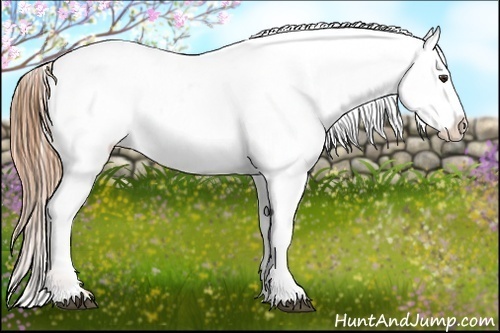 Horse Color:Chestnut Appaloosa 