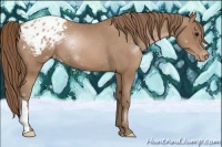 Horse Color:Black Pearl Appaloosa 
