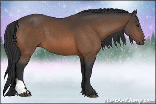 Horse Color:Buckskin 