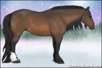 Horse Color:Buckskin 