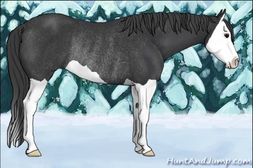 Horse Color:Black Splash Rabicano 