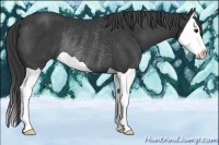 Horse Color:Black Splash Rabicano