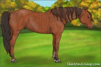 Horse Color:Chestnut Sabino Rabicano  and Bay Sabino Rabicano 