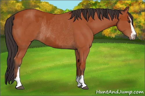 Horse Color:Bay Sabino Rabicano and Bay Sabino Rabicano