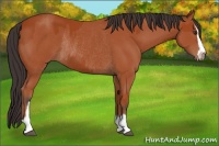 Horse Color:Bay Sabino Rabicano and Bay Sabino Rabicano