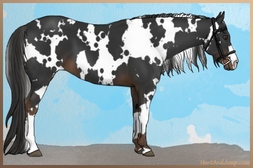Horse Color:White Spotted Liver Chestnut 