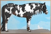 Horse Color:White Spotted Liver Chestnut 